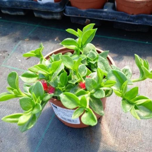 Aptenia Cordifolia Caja 15 uds.