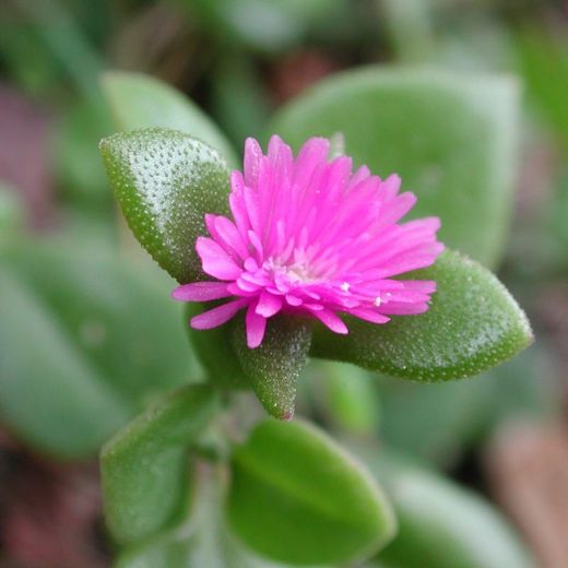 Aptenia Cordifolia Caja 15 uds.