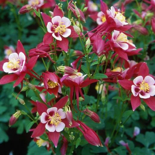 Aquilegia Caerulea Origami Caja 6 uds.