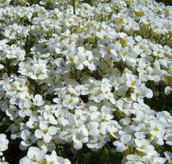 Arabis Caucasica Caja 6 uds.