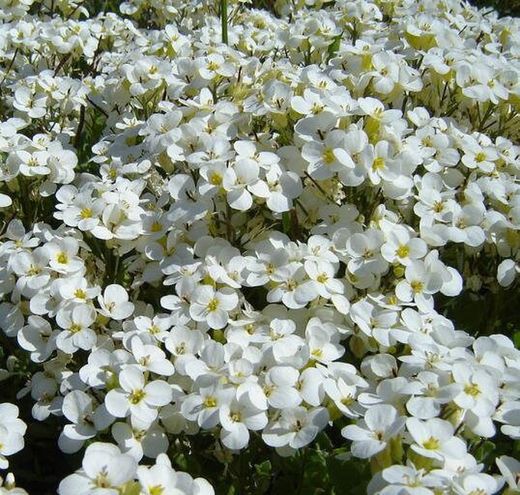 Arabis Caucasica Caja 6 uds.