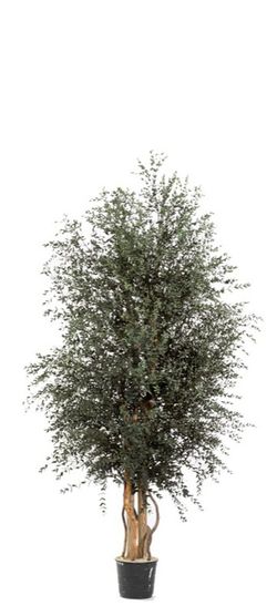 Árbol Wide Parvifolia