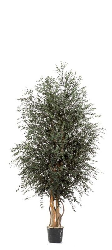 Árbol Wide Parvifolia