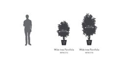 Árbol Wide Parvifolia