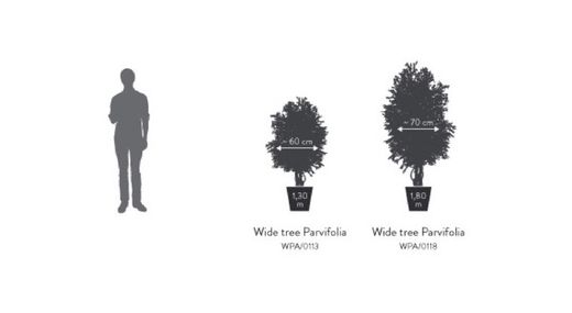 Árbol Wide Parvifolia