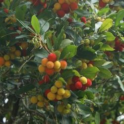 Arbutus Unedo Madroño