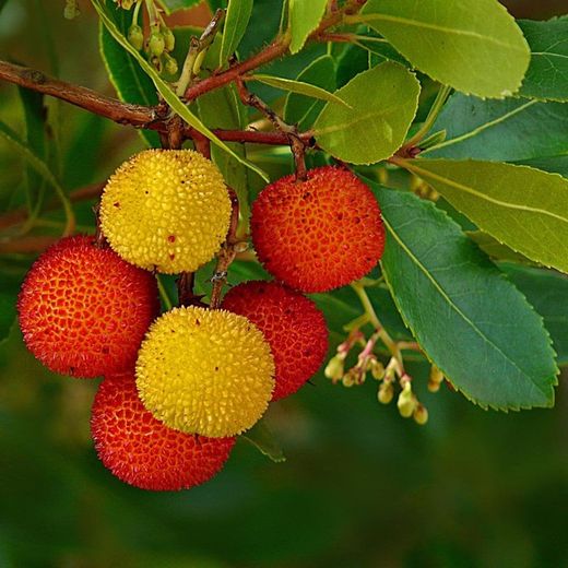 Arbutus Unedo Madroño