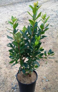 Arbutus Unedo Madroño