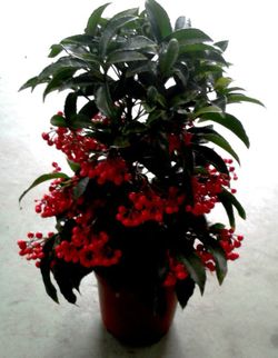 Ardisia Crenata