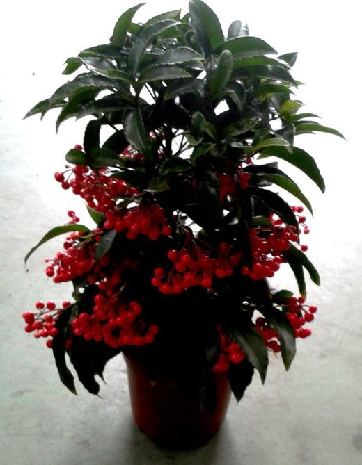Ardisia Crenata