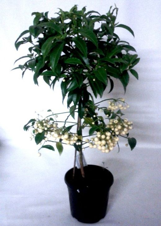 Ardisia Crenata