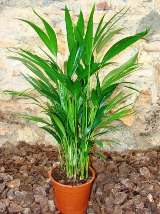 Areca