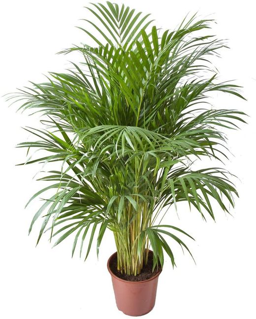 Areca