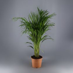 Areca