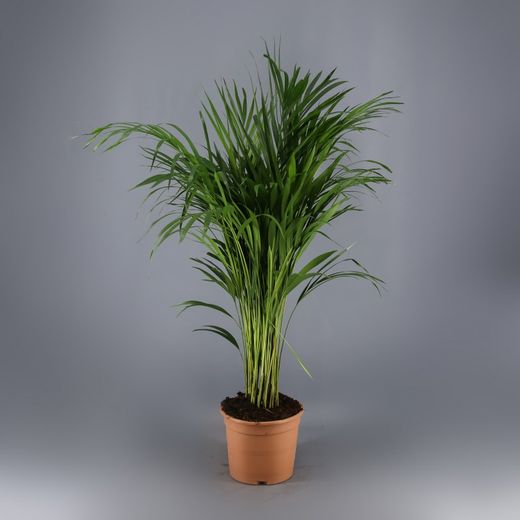 Areca