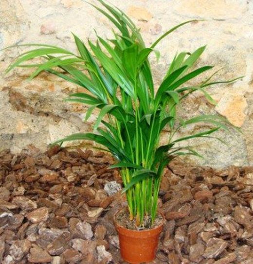Areca