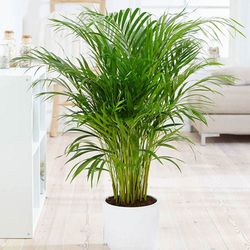 Areca