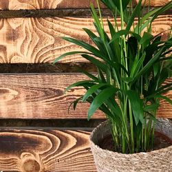 Areca en macetero de Mimbre