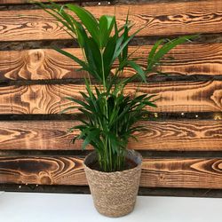 Areca en macetero de Mimbre