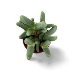 Argyroderma Fissum
