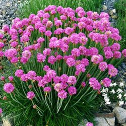 Armeria Maritima Caixa 10 unitats.
