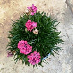 Armeria Maritima Caixa 10 unitats.