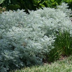 Artemisia Arborescens