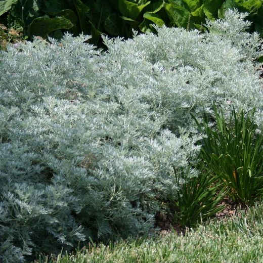 Artemisia Arborescens