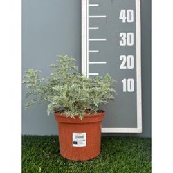 Artemisia Arborescens