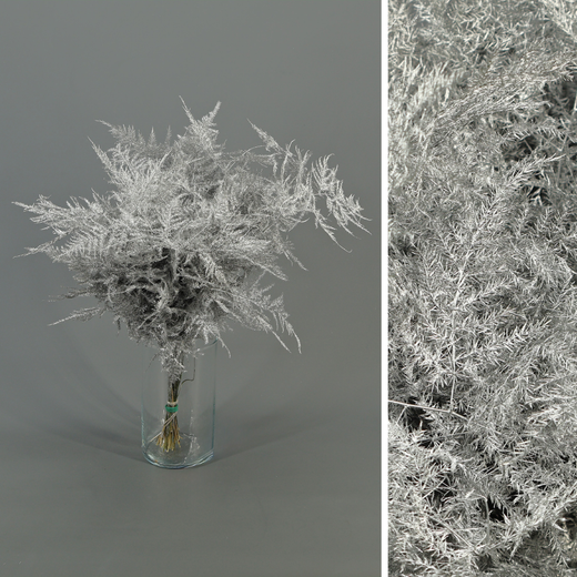 Asparagus esparreguera Preservada Tenyida