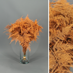 Asparagus esparreguera Preservada Tenyida