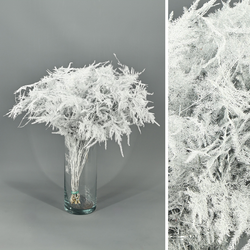 Asparagus esparreguera Preservada Tenyida