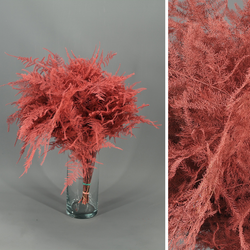 Asparagus esparreguera Preservada Tenyida