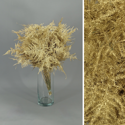 Asparagus esparreguera Preservada Tenyida