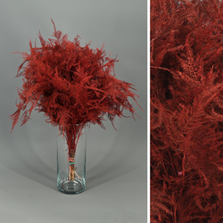 Asparagus esparreguera Preservada Tenyida