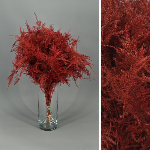 Asparagus esparreguera Preservada Tenyida