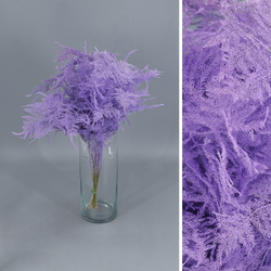 Asparagus esparreguera Preservada Tenyida