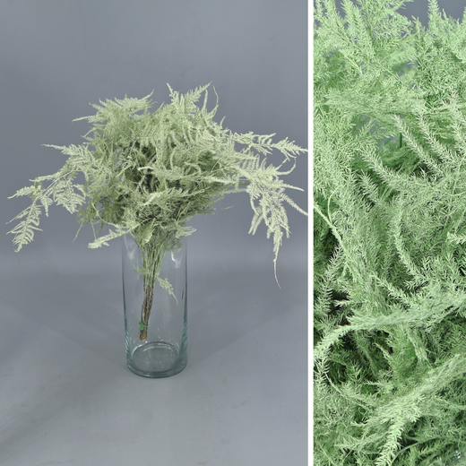 Asparagus esparreguera Preservada Tenyida