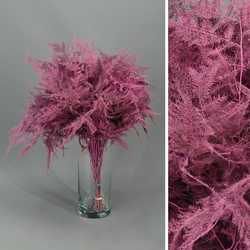 Asparagus esparreguera Preservada Tenyida