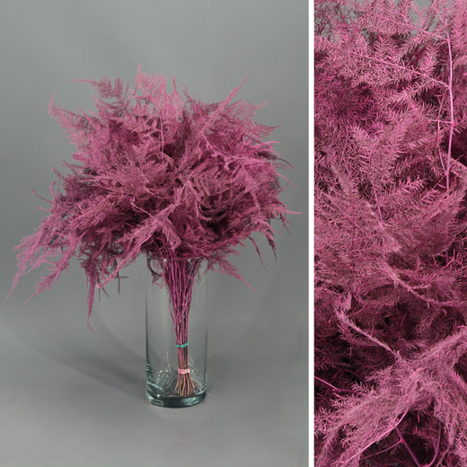 Asparagus esparreguera Preservada Tenyida