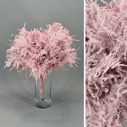 Asparagus esparreguera Preservada Tenyida