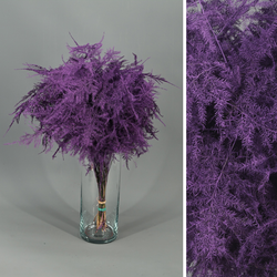 Asparagus esparreguera Preservada Tenyida