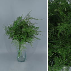 Asparagus esparreguera Preservada Tenyida