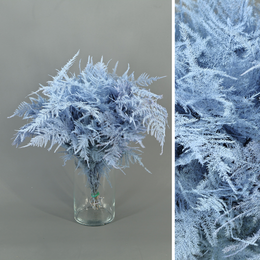 Asparagus esparreguera Preservada Tenyida