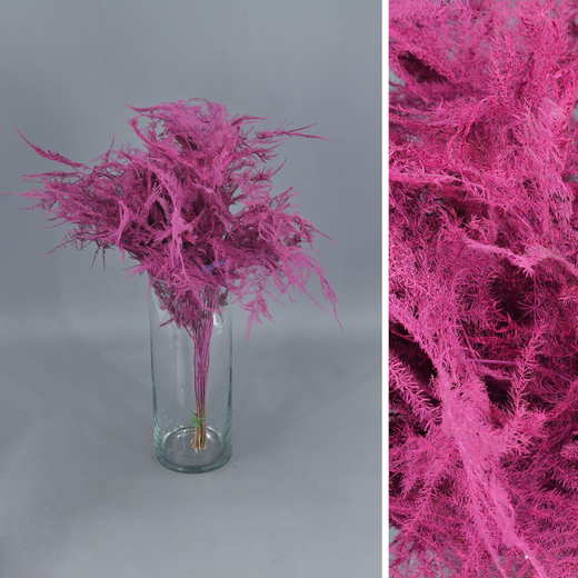 Asparagus esparreguera Preservada Tenyida