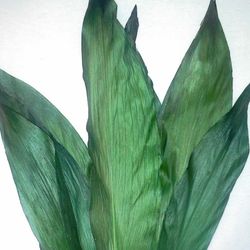 Aspidistra Preservada 10 fulles