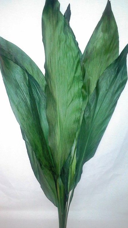 Aspidistra Preservada 10 fulles