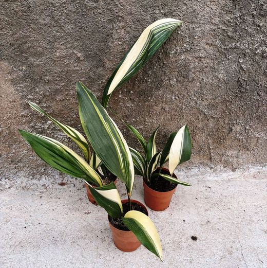 Aspidistra Variegata