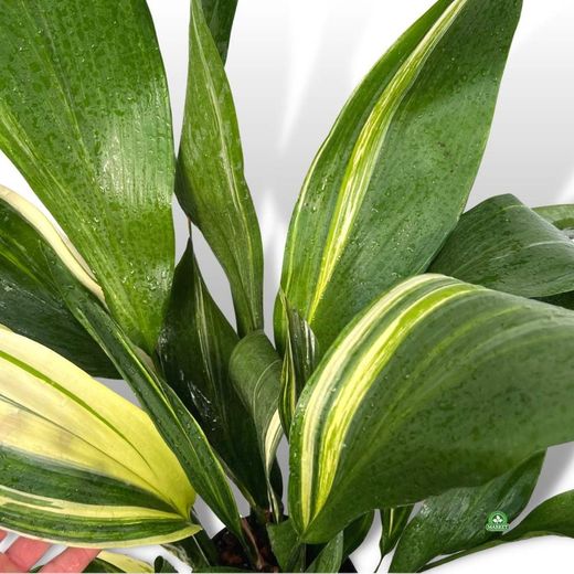 Aspidistra Variegata