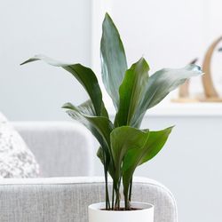 Aspidistras